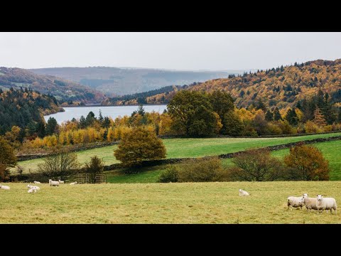 Baking, Autumn Walking & An Honest Q&A | cottage diaries