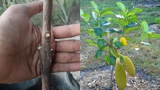 Jackfruit Grafting Technique