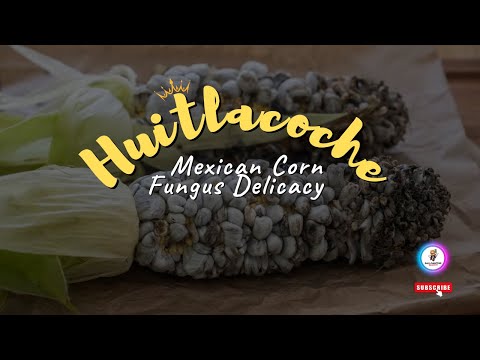 Huitlacoche  Mexican corn fungus delicacy