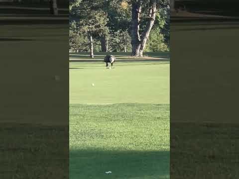 Crazy Golf Moment When Eagle Steals Golf Ball