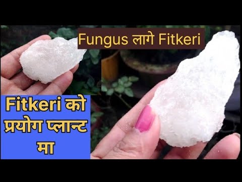 घरेलु उपाय फिटकेरी काे प्रयोग यसरी गर्नुहोस् / Fitkeri  ko pani le fungus हटाउनुहोस।