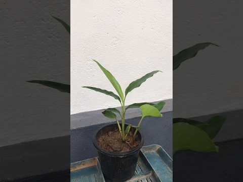 How Did I Grow Cardamom Plants At Home…! #shorts #shortvideo