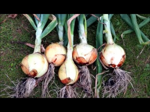 How to Grow Onions from Seed