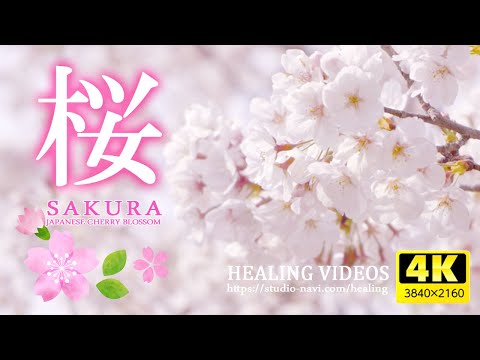 [Healing] Relax your mind and body with Japanese cherry blossoms/healing BGM and bird singing.