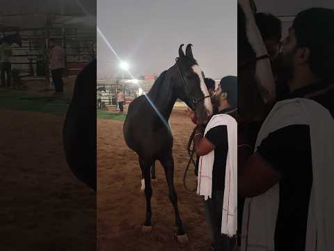 Marwadi Horse at Pushkar || Pushkar Horse Mela || Pushkar Mela 2024 #Shorts #Horse