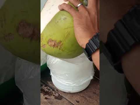 freshly cut coconut water pH street food #coconutwater #streetfood #youtubeshorts @GatchieJr33