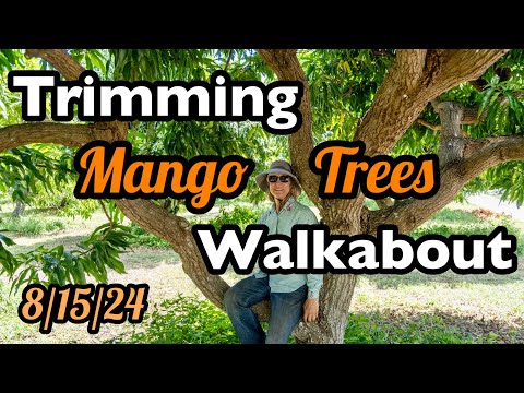 Mango Tree Trimming Season 2024!