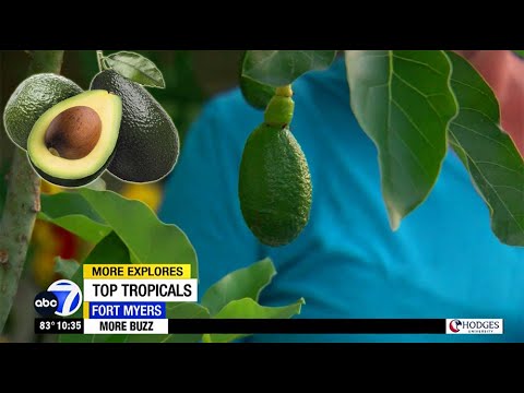 Growing your own avocado tree from Top Tropicals