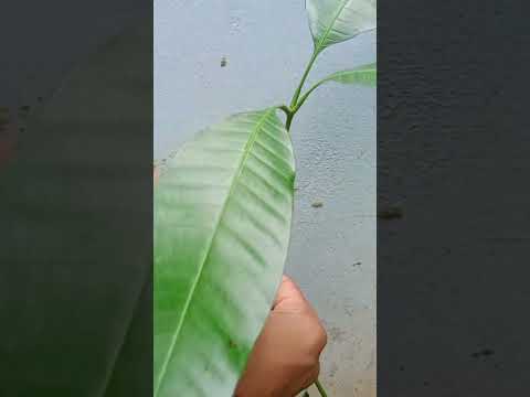 Amazing Mango Tree Grafting Technique।#garden #shots