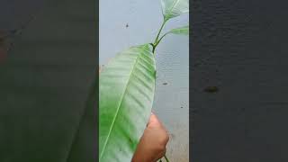 Amazing Mango Tree Grafting Technique।#garden #shots