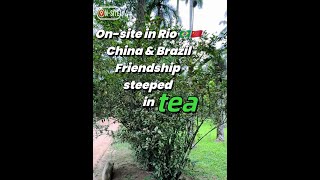 On-site in Rio | China & Brazil: Friendship steeped in tea