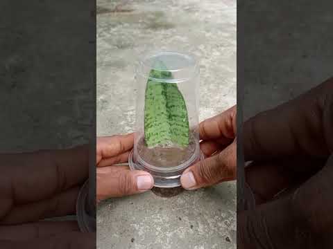 Easiest way to propagate your snake plant.#garden #shots