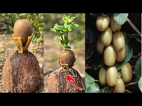 How to grow kiwi trees in coconut with banana | easiest method in the world |