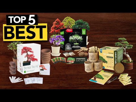 TOP 5 Best Bonsai Tree Kit [ 2024 Buyer's Guide ]