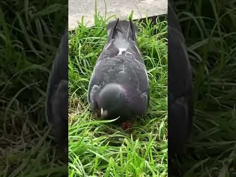 really! ! ! pigeons are eating grass #shorts #animals #pigeon #pets