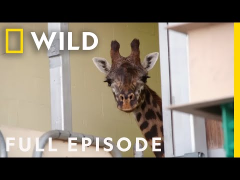 Giraffe Gets a Pedicure (Full Episode) | Magic of Disney's Animal Kingdom