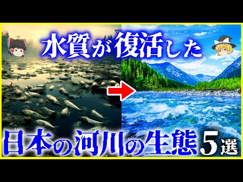 【ゆっくり解説】死の川に生物は戻るか？奇跡的に水質が改善した日本の「河川」5選とその生態の変化を解説