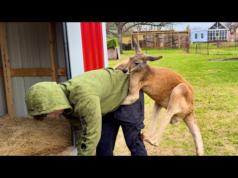 I Survived a Kangaroo Attack