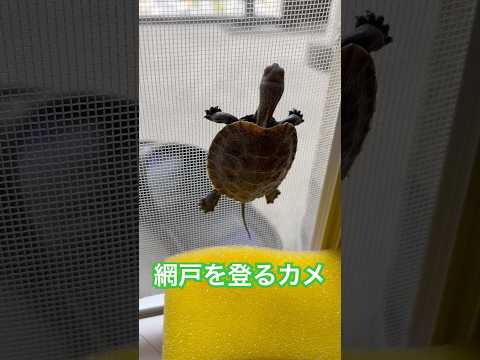 網戸を登るカメ#ニホンイシガメ #カメ