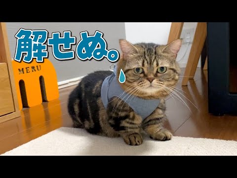 産まれて初めてハーネスを装着した猫の反応が可愛すぎました！