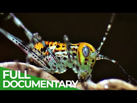 Tiny Titans - The Fascinating World of Insects | Free Documentary Nature