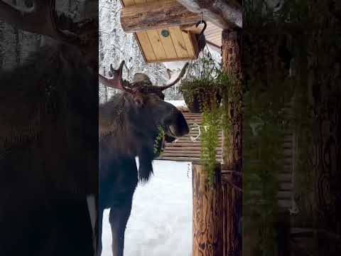 Moose Petting - An Alaskan Sport #MontanaHaven ￼