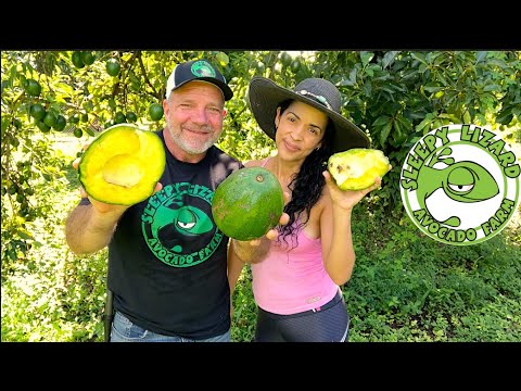 The Biggest Avocado I've Ever Seen: Marcus Pumpkin