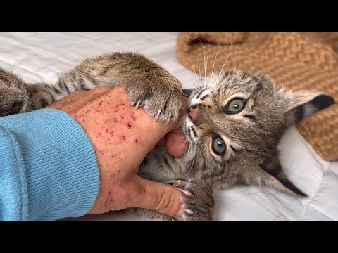 How to Raise a Baby Bobcat (for Meat!)