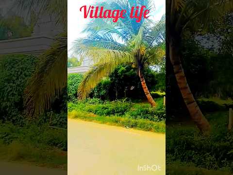 village lifestyle #cover #coversong #song #love #minivlog #trending