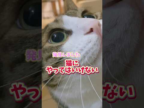 可愛すぎて…#cats #short#球太