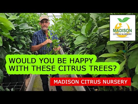 Citrus Trees At Madison Citrus Nursery - GROW YOUR OWN AT HOME!