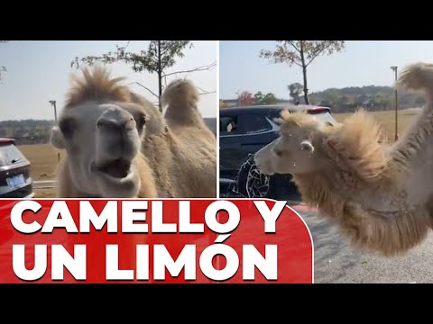 Así reacciona un CAMELLO cuando se come un LIMÓN: 2M de reproducciones