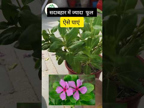 सदाबहार में ऐसे ज्यादा फूल पाएं #shortsvideo #gardeningcare