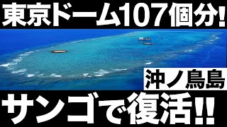 【衝撃】沖ノ鳥島が復活！「サンゴ増殖プロジェクト」に世界が震えた！【東京ドーム107個分】