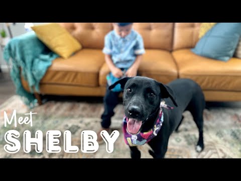 Shelby is a gentle little family girl