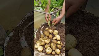 How to propagate potatoes at home for many tubers and easy #grow #tree #propagate #shorts