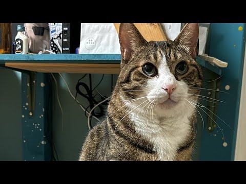 ドS猫の球太 ドアを開けて退場…