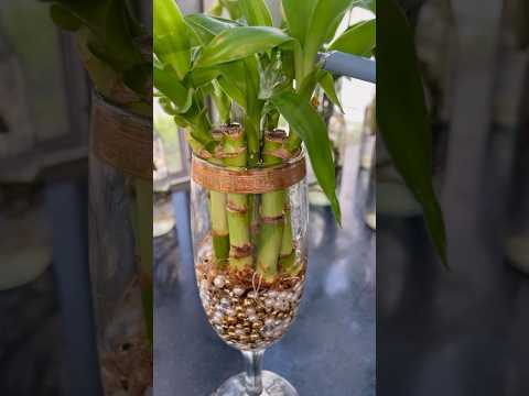 Indoor Plant Decor in Water #waterplants #plantsdecor #homedecor #houseplants #diy