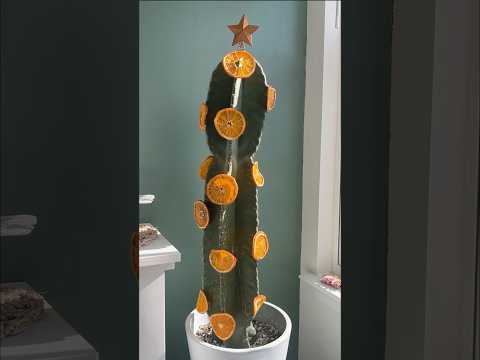 DIY citrus ornaments #yule #shorts #holidayswithyoutube #cactus #christmastree #diycrafts