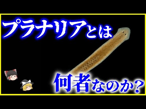 【ゆっくり解説】宇宙からとんでもない姿で帰還⁉️「プラナリア」とは何者なのか？を解説/不死身の生物⁉️