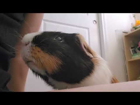 When guinea pigs want more cookies!!