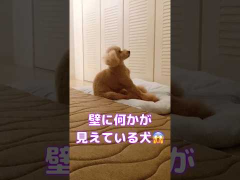 【心霊】壁に何かが見えている犬🐶#怖い #shorts #足長トイプー