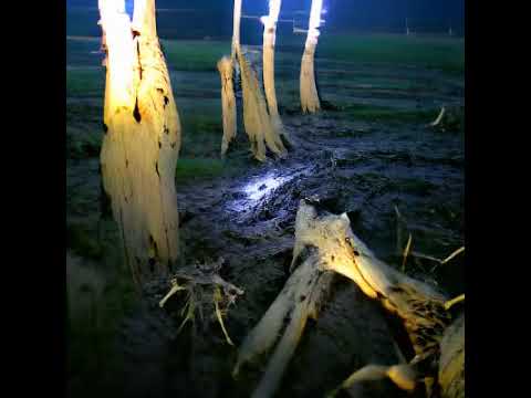 A Muddy Field With Dead Trees