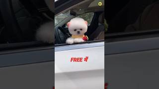 FREE POMERANIAN DOG AVAILABLE | ORDER NOW FREE DOG | POMERANIA DOG PRICE IN INDIA #shorts #viral