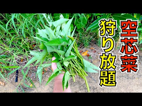 道ばたで空芯菜が採り放題！食べ放題！急げ！！