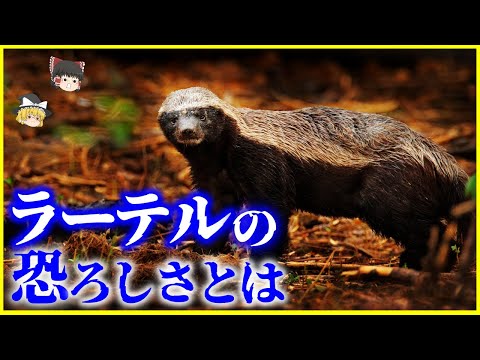 【ゆっくり解説】意外すぎる天敵…恐れ知らずで動物界最強「ラーテル」の恐ろしさとは？を解説/ミツオシエとの共生関係の秘密