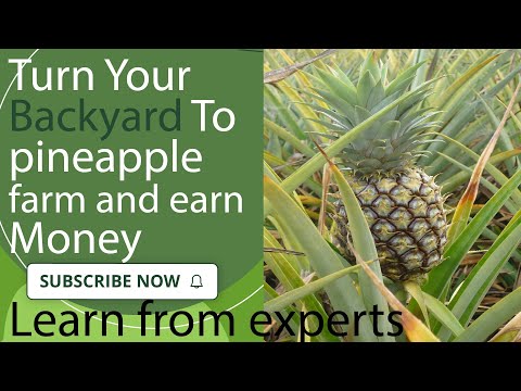 Is pineapple farming profitable business? Learn from experts