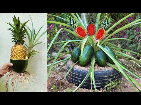 Watermelon With Pineapple : Grafting Pineapple tree with watermelon To Has a lot of fruit