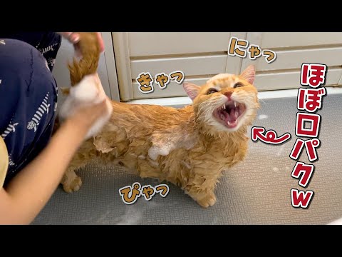 悲鳴をあげているように見えてお利口さんすぎる猫のシャンプー！