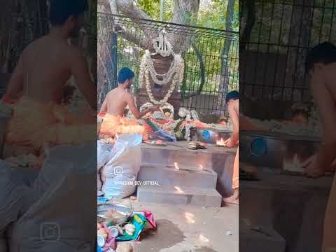 Naga Pooja @neere @Ashlesha Bali Puja